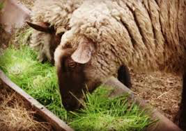 پراوری گوسفند