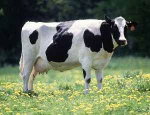 گاو شیری