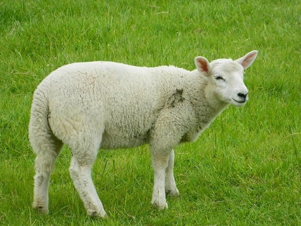 گوسفند نژاد مغان