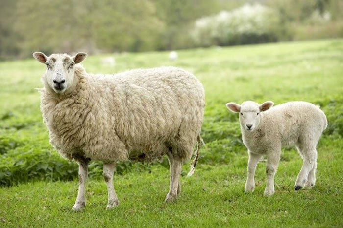 نژاد گوسفند خارجی