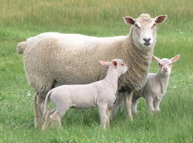 قاچاق گوسفند زنده از ایران|دامداران پاک