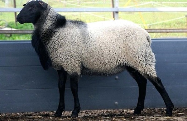 بیماری اسهالدر گوسفند زنده