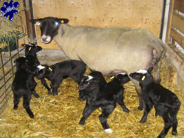 قیمت گوسفند چند قلوزا – دامداران پاک