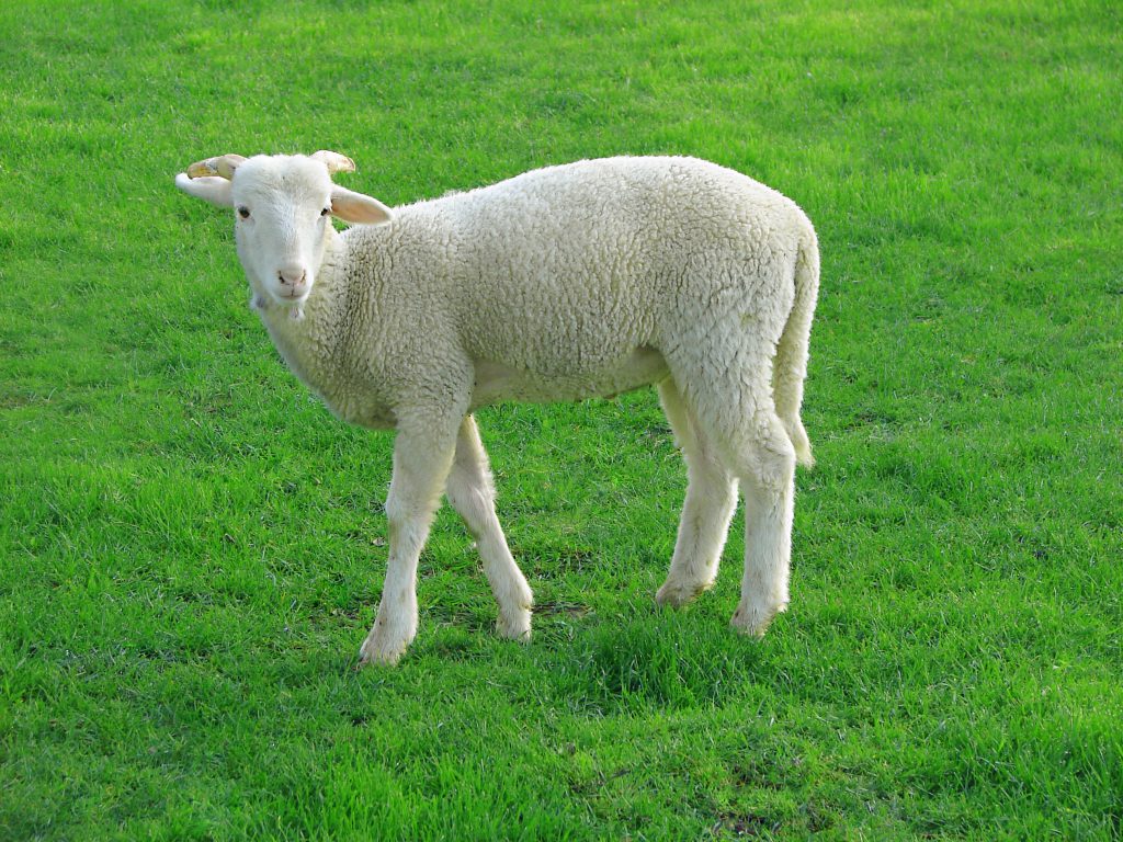 گوسفند نژاد بلوچی