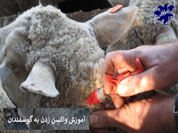 اموزش واکسن زدن به گوسفند