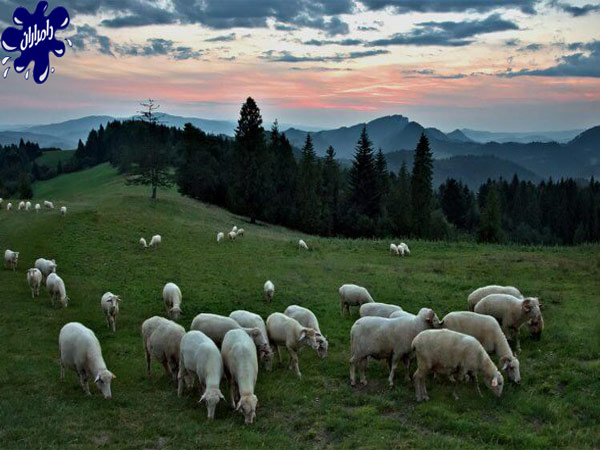 گوسفند نژاد بلوچی|دامداران پاک