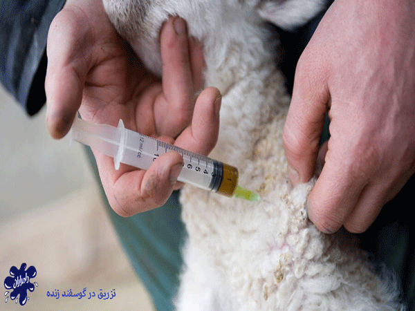 بهترین روش تزریق واکسن در دام چیست؟