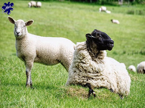 گوشت گوسفند زنده- همه چیز درباره گوشت گوسفند[فواید+مشخصات گوشت سالم]