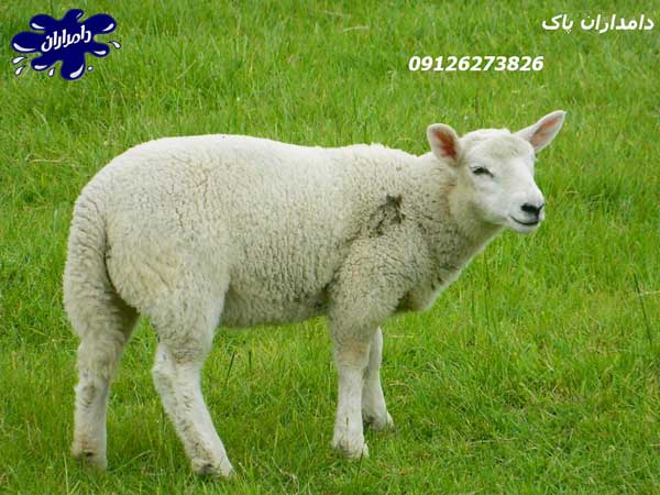 متوسط وزن گوسفند زنده