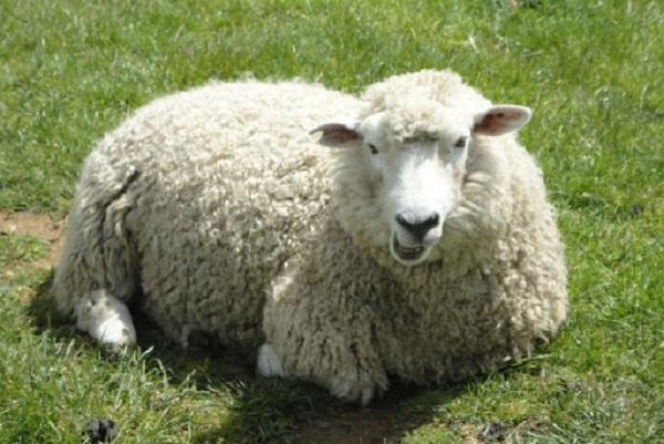 نژادهای گوسفندان