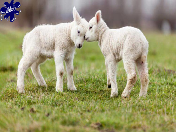 بهترین نژادهای گوسفندان در ایران