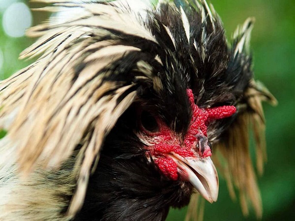 ۵ نژاد برتر مرغ و خروس زینتی