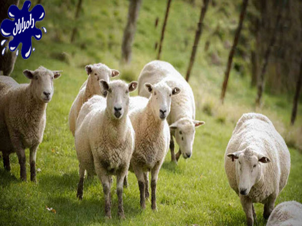 بهترین زمان برای چرای گوسفند زنده|دامداران پاک
