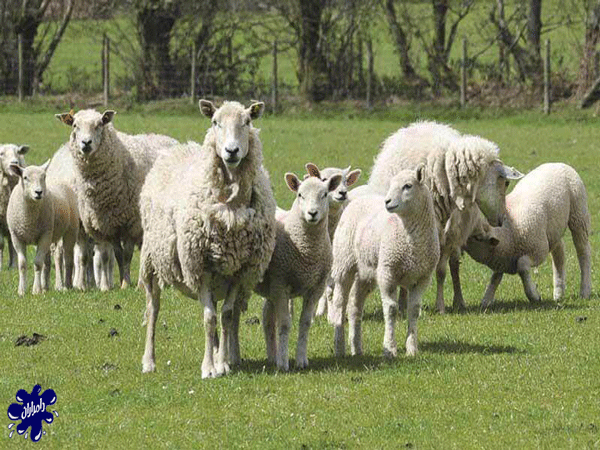 جایگاه مناسب گوسفند زنده