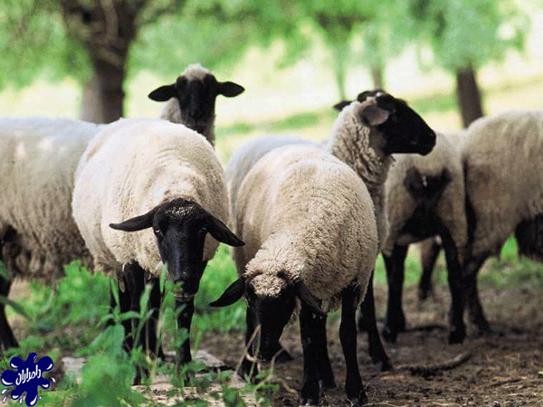 جایگاه مناسب گوسفند زنده
