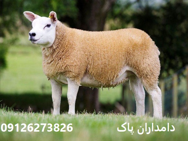 گوسفند نژاد دولان