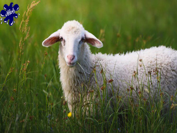 بیماری ذات الریه در گوسفند زنده|دامداران پاک