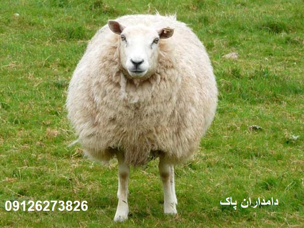 گوسفند افشاری اصیل|دامداران پاک