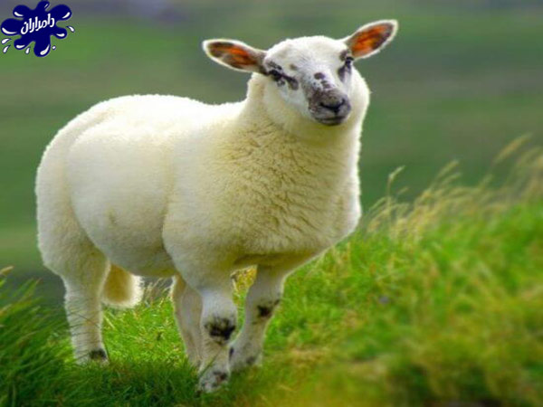 بیماری های انگلی در گوسفند زنده