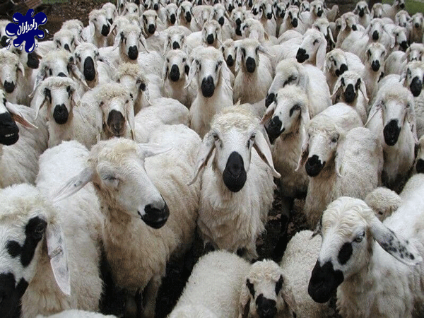 ۷ نژاد برتر گوسفند زنده خارجی|دامداران پاک