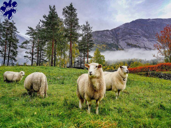 جایگاه مناسب برای نگهداری گوسفند زنده