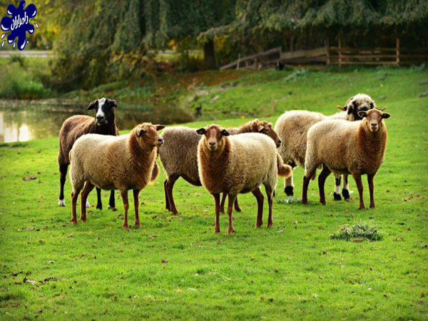 معرفی نژاد گوسفند شال
