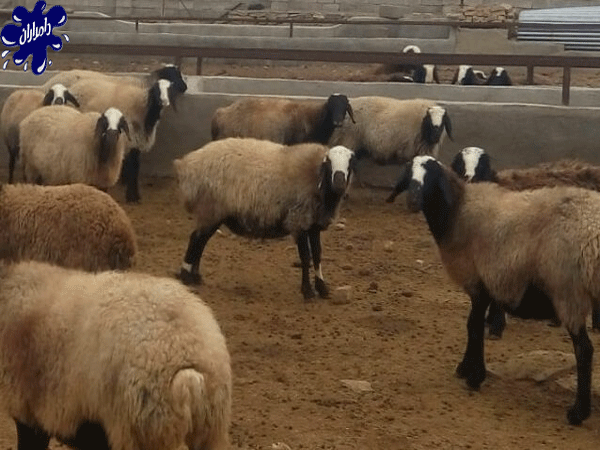 گوسفند نژال شال 