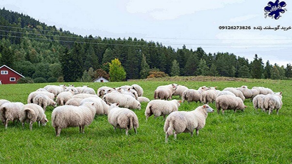 راه های پیشگیری و درمان نفخ گوسفندان زنده| دامداران پاک