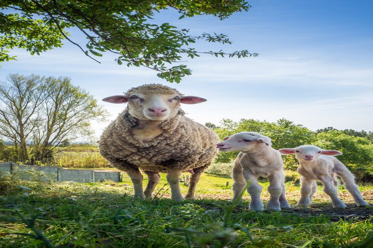 اصلاح نژاد گوسفند