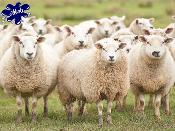 عوامل تایثر گذار روی گوسفند پرواری