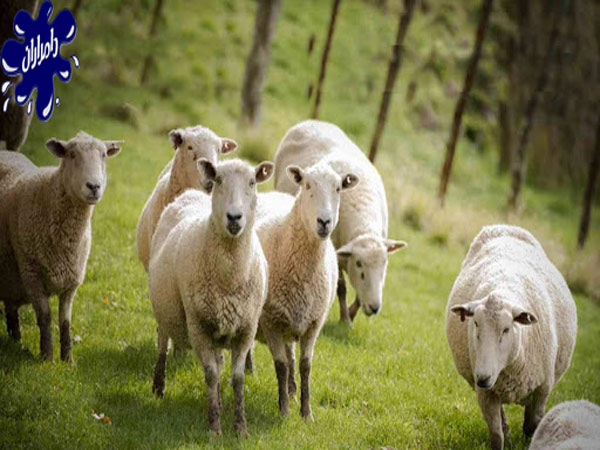 ۱۵ حقیقت جالب درباره گوسفند زنده|دامداران پاک