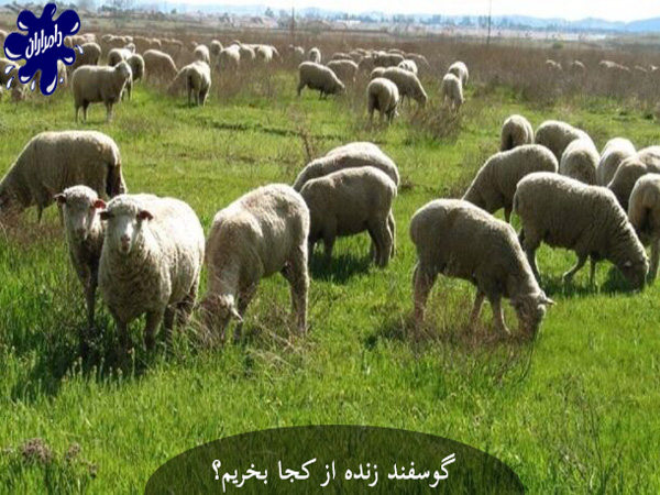 گوسفند زنده از کجا بخریم؟