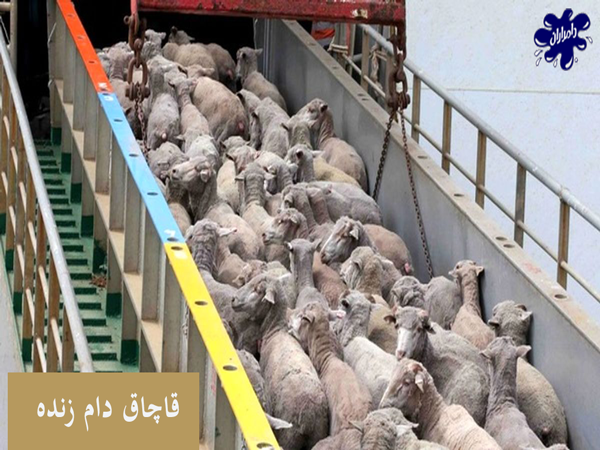 قاچاق گوسفند زنده از ایران|دامداران پاک