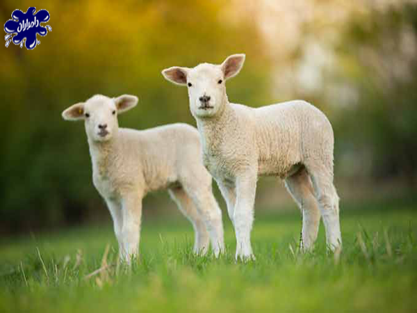 اموزش انتخاب و خرید گوسفند