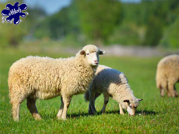 ضرورت مصرف اب در گوسفند