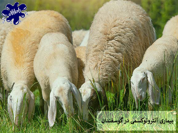 بیماری انتروتوکسمی در گوسفندان