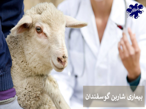 بیماری شاربن در گوسفند زنده