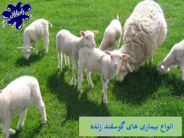 بیماری های گوسفند- [انواع بیماری های شایع در گوسفند زنده]