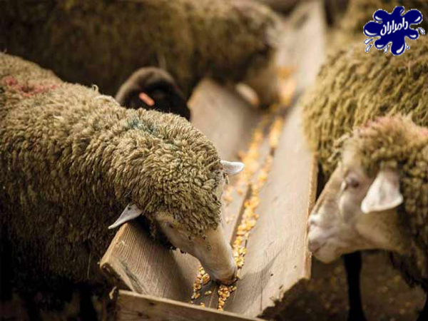 جیره بندی برای گوسفند پرواری