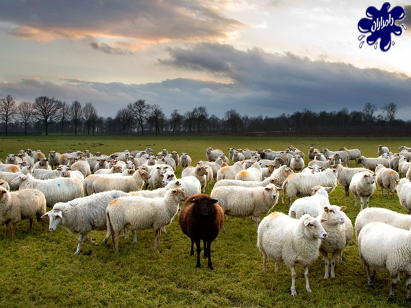 زمان مناسب برای خرید گوسفند