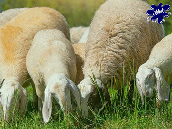 شرایط محیطی چرای گوسفندان
