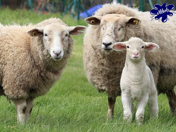 طبقه بندی چرای گوسفندان