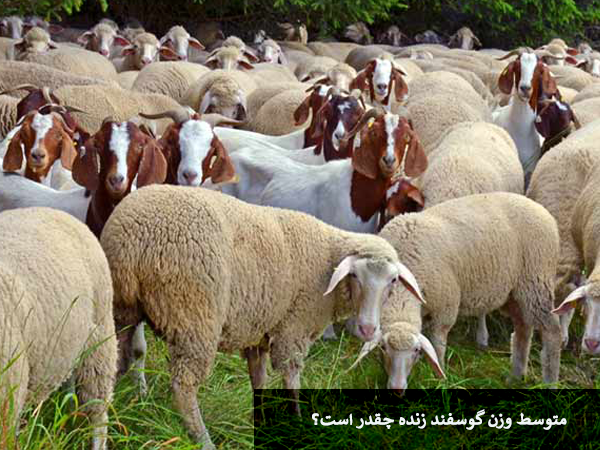 متوسط وزن گوسفند