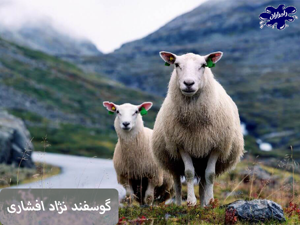آشنایی با گوسفند نژاد افشاری