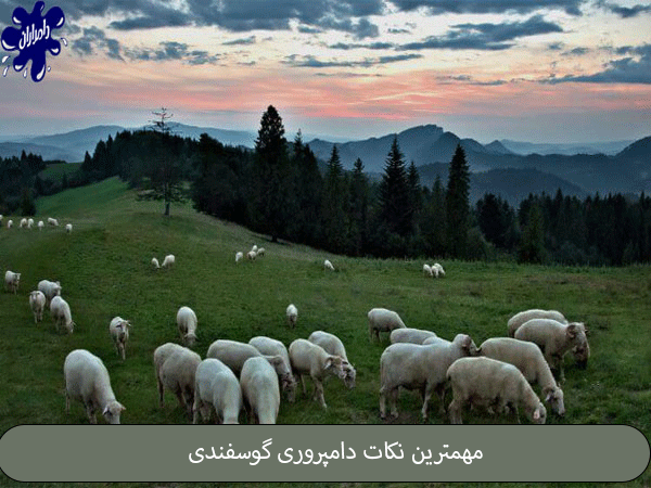 نکات دامپروی گوسفندی امروز