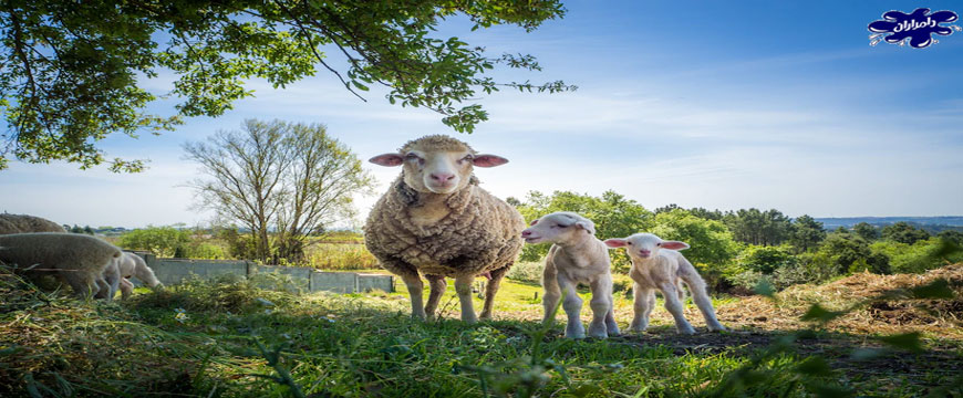 قیمت گوسفند زنده بر اساس وزن