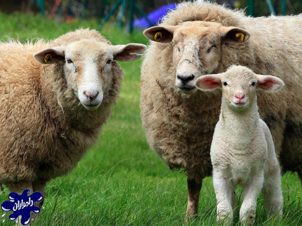خرید و قیمت گوسفند زنده در فیروزکوه