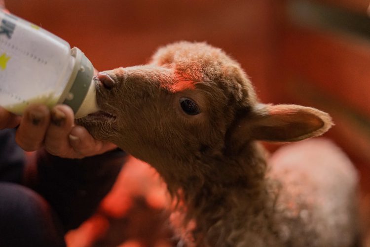 افزایش شیر دهی گوسفندان