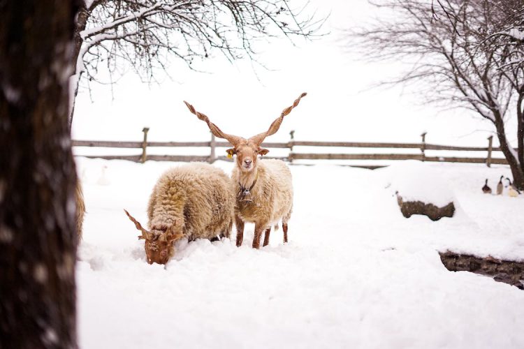 تغذیه مناسب گوسفندان در فصل سرد