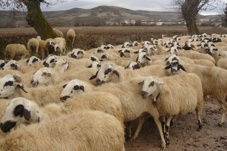 محل نگهداری گوسفندان دز زمستان 